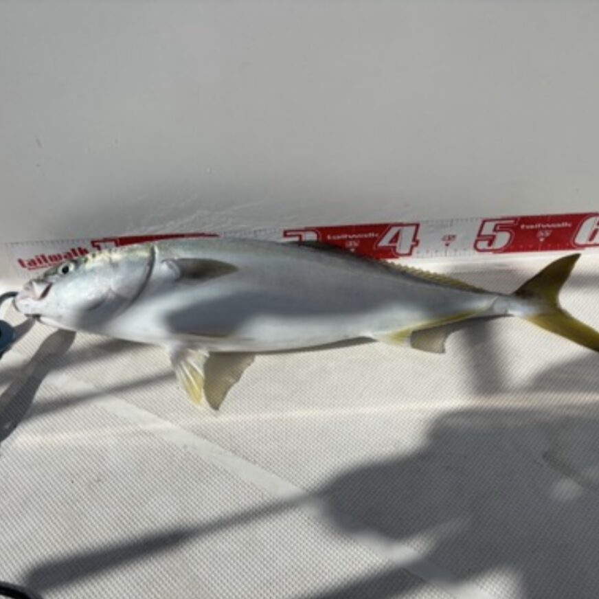 実際の釣りの流れ