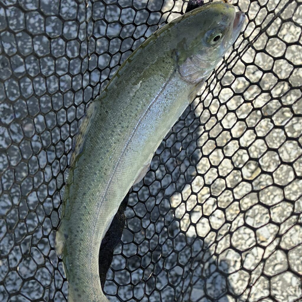 実際の釣りの流れ