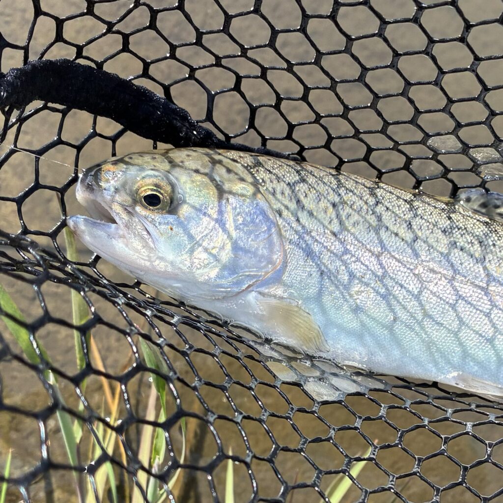 実際の釣りの流れ