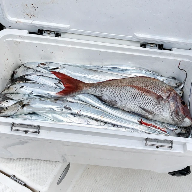 当日の釣果
